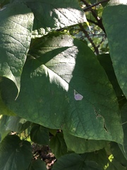 Amauromyza pleuralis