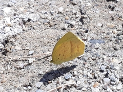 Eurema laeta