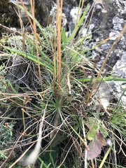 Plantago subulata