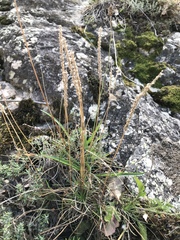 Plantago subulata