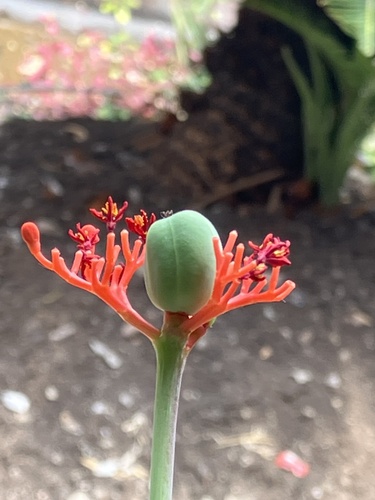 Gout Stalk