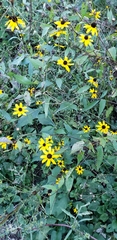 Rudbeckia