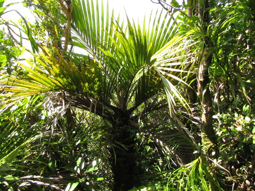 Cyphosperma balansae observed 2012-04-08