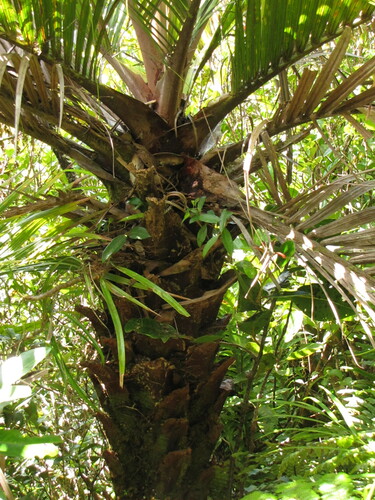 Cyphosperma balansae observed 2012-04-08