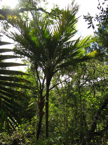 Cyphosperma balansae observed 2012-08-17