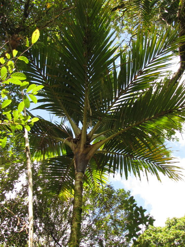 Cyphosperma balansae observed 2012-08-17