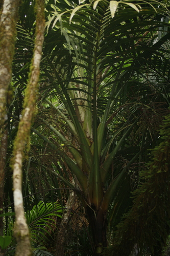 Cyphosperma balansae observed 2018-07-13