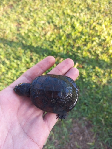East African Black Mud Turtle
