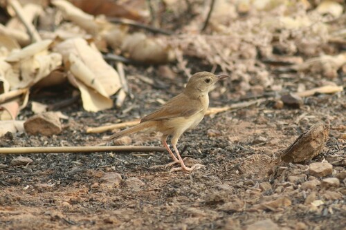 iNaturalist image