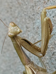 Mantis religiosa