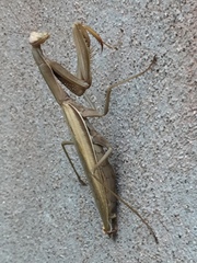 Mantis religiosa