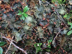 Peltigera horizontalis