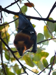 Variable Flying Fox photo 5