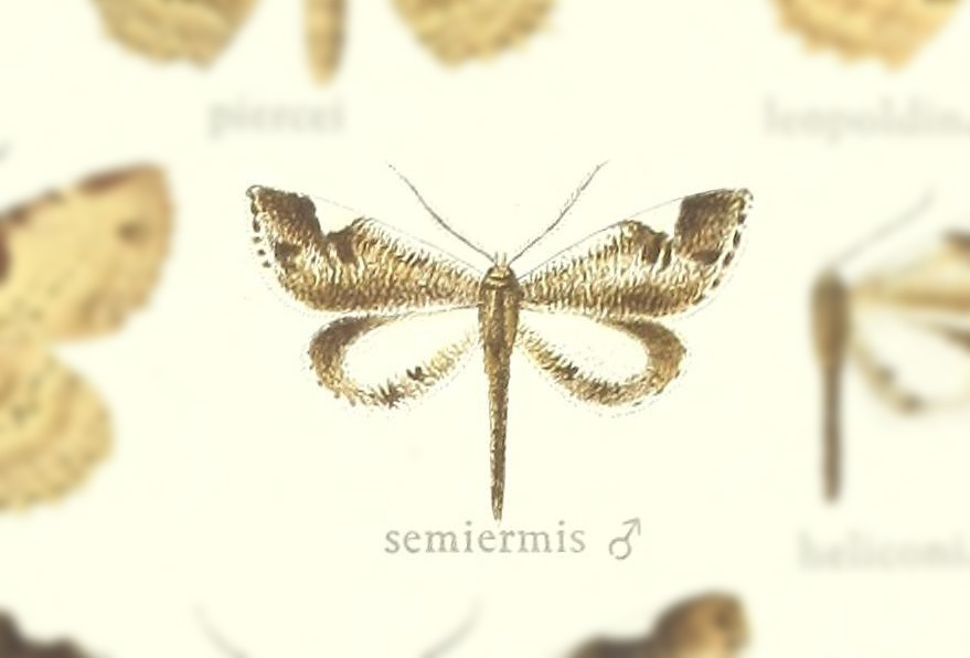 Macrosoma semiermis