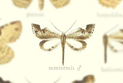 Macrosoma semiermis