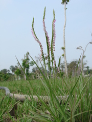 Spiranthes sinensis