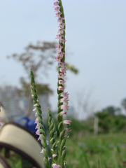 Spiranthes sinensis