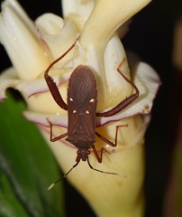 Leptoscelis quadrisignatus image