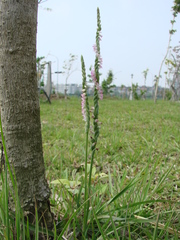 Spiranthes sinensis