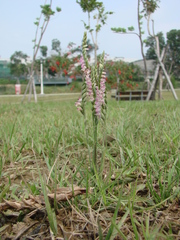 Spiranthes sinensis