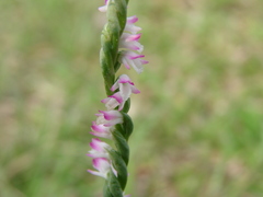 Spiranthes sinensis
