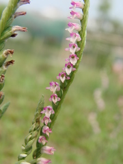 Spiranthes sinensis