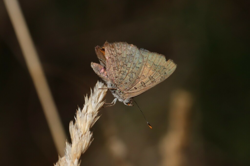 Eltham copper butterfly from Melbourne VIC, Australia on March 10, 2023 ...