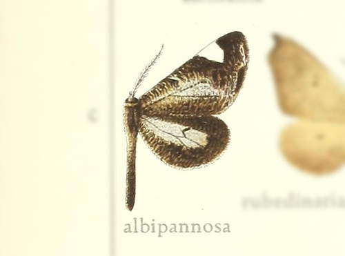Macrosoma albipannosa