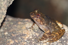 Quasipaa exilispinosa