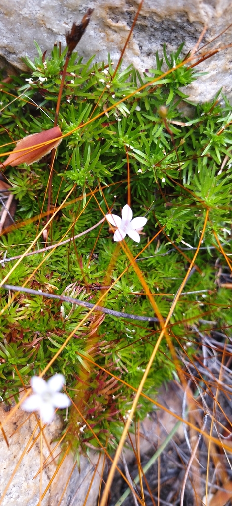 Prismatocarpus decurrens