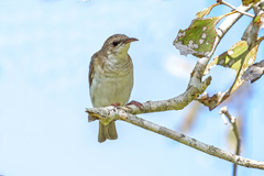 Brown-Backed Honeyeater photo 5