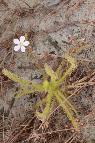 Drosera finlaysonii