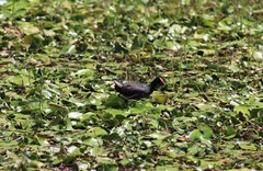 Gallinula chloropus orientalis