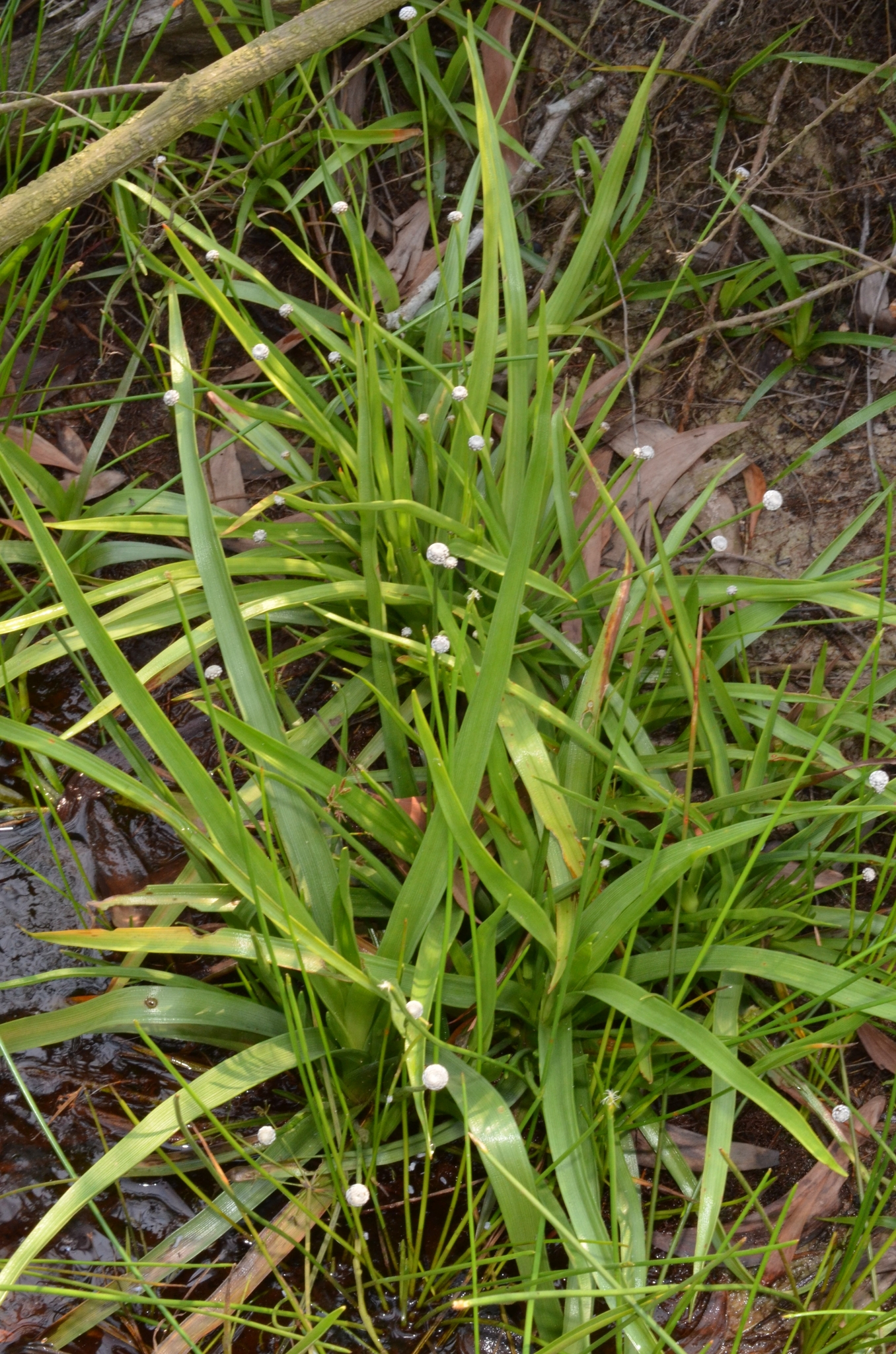 Eriocaulon sexangulare — ảnh 2