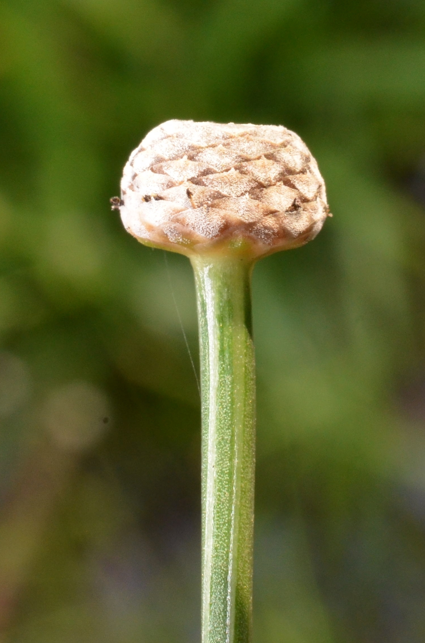 Eriocaulon sexangulare — ảnh 3
