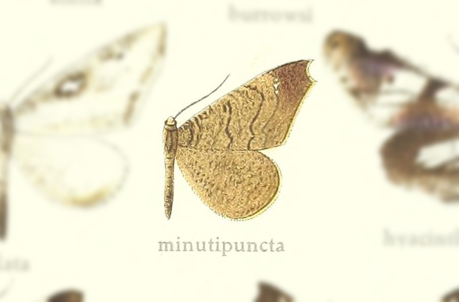 Macrosoma minutipuncta