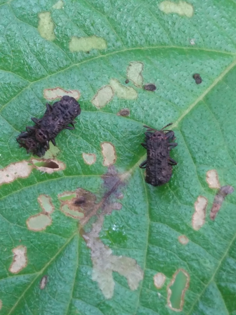 Lantana Leaf Beetle from Mount Mellum, QLD on March 11, 2023 at 0500