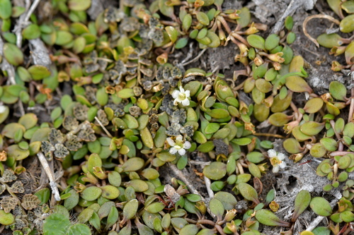 Image of Glossostigma elatinoides by (c) Christopher Stephens, some rights reserved (CC BY-SA)