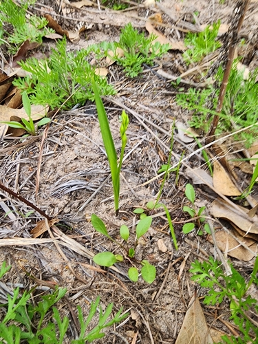 Image of Calopogon oklahomensis by (c) Ayla, some rights reserved (CC BY)