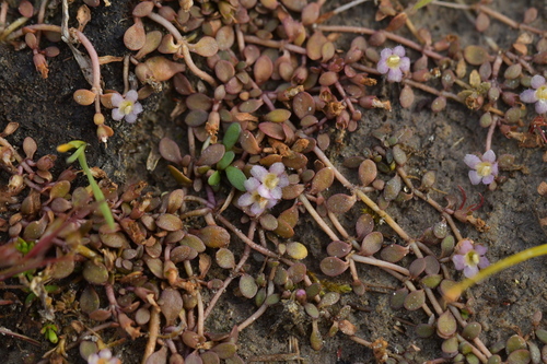 Image of Glossostigma elatinoides by (c) Christopher Stephens, some rights reserved (CC BY-SA)