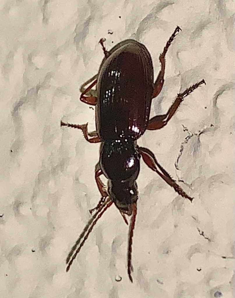 Hybothecus