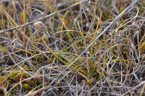 Rytidosperma exiguum, 2023-03-07