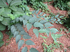 Caucasian nettle tree (Celtis caucasica)