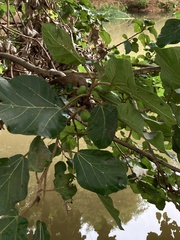 Ficus vallis-choudae image