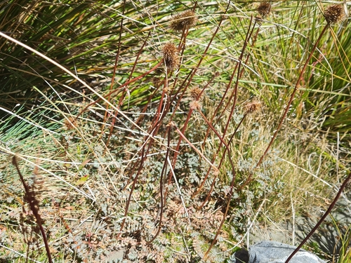 Acaena saccaticupula (Acaena saccaticupula)