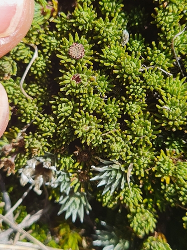 Image of Goyens Button Daisy (Leptinella goyenii) by (c) Penelope Noel Gillette, some rights reserved (CC BY)