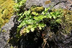 Angelica archangelica