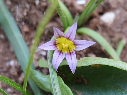 Romulea ramiflora