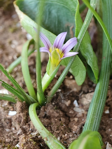 Romulea fischeri image