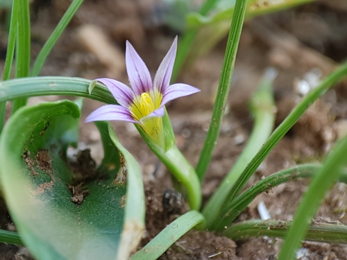 Romulea ramiflora